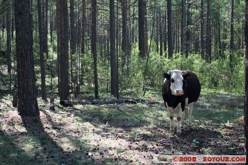 Olkhon - Khuzhir - Vache en foret
Mots-clés: animals vaches