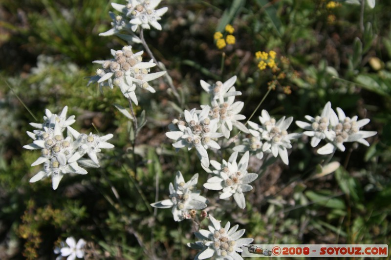 Olkhon - Khuzhir - Edelweiss
Mots-clés: plante fleur