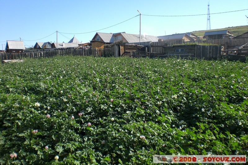 Olkhon - Khuzir - Champs de pomme de terre
