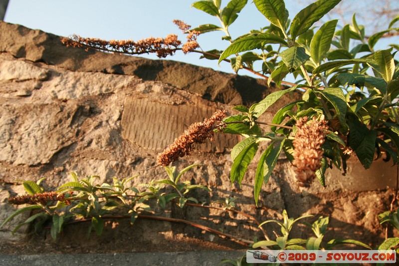 Edinburgh - Old Calton Cemetery
Calton Rd, Edinburgh, City of Edinburgh EH8 8, UK
Mots-clés: sunset cimetiere plante