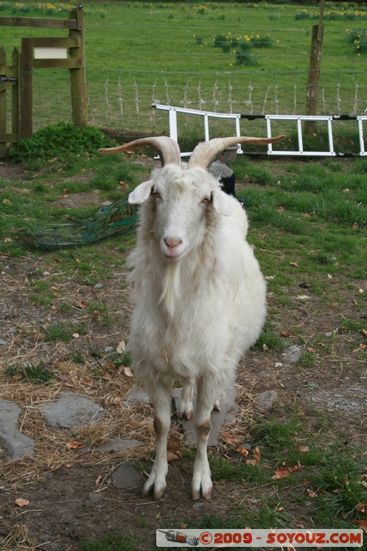 The Scottish Borders - Traquair House - Goat
Traquair, The Scottish Borders, Scotland, United Kingdom
Mots-clés: animals chevre