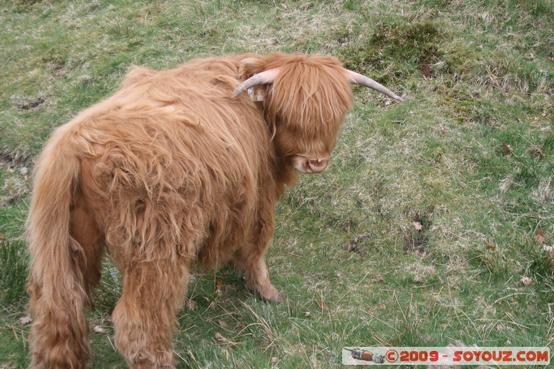 The Trossachs - Scottish cow
A821, Stirling FK17 8, UK
Mots-clés: animals vaches
