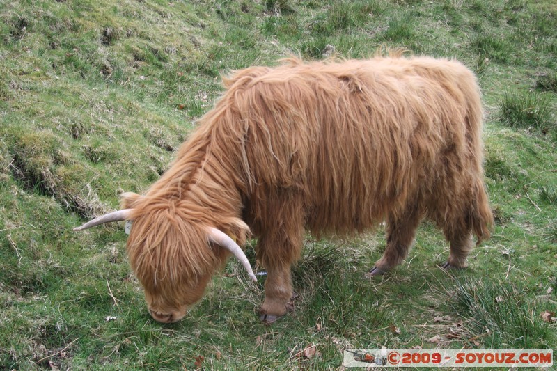 The Trossachs - Scottish cow
A821, Stirling FK17 8, UK
Mots-clés: animals vaches