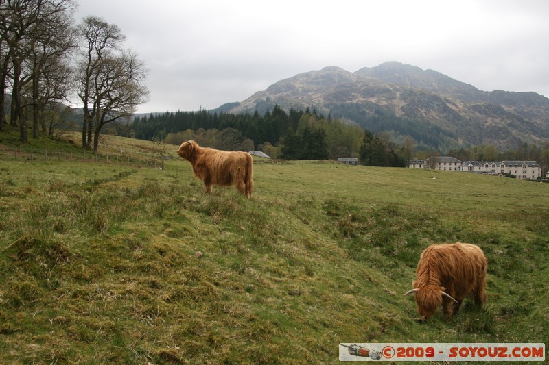 The Trossachs - Scottish cow
A821, Stirling FK17 8, UK
Mots-clés: animals vaches