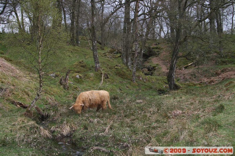 The Trossachs - Scottish cow
A821, Stirling FK17 8, UK
Mots-clés: animals vaches