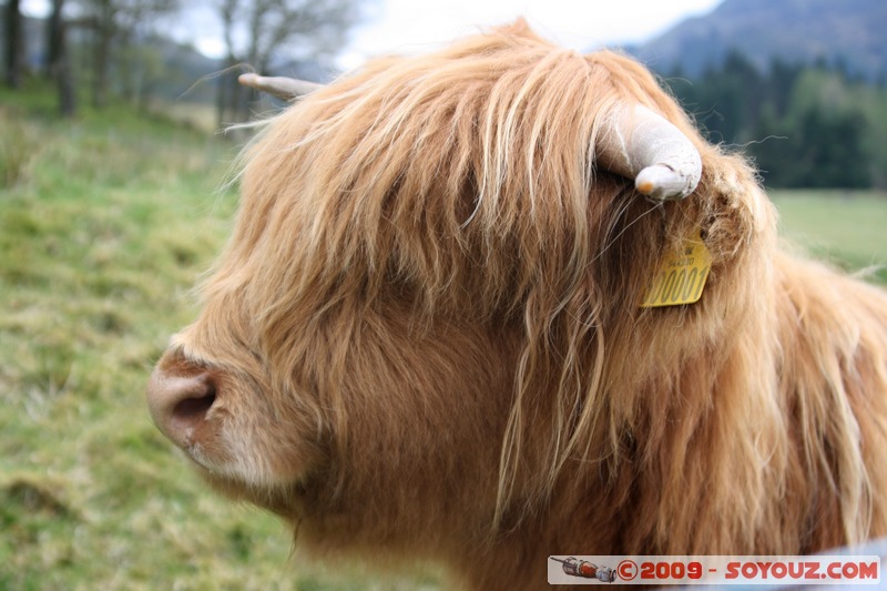 The Trossachs - Scottish cow
A821, Stirling FK17 8, UK
Mots-clés: animals vaches