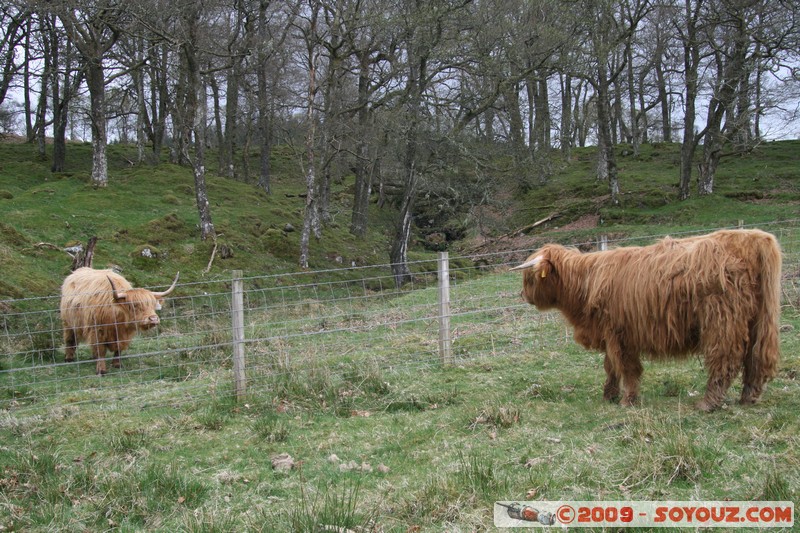 The Trossachs - Scottish cow
A821, Stirling FK17 8, UK
Mots-clés: animals vaches