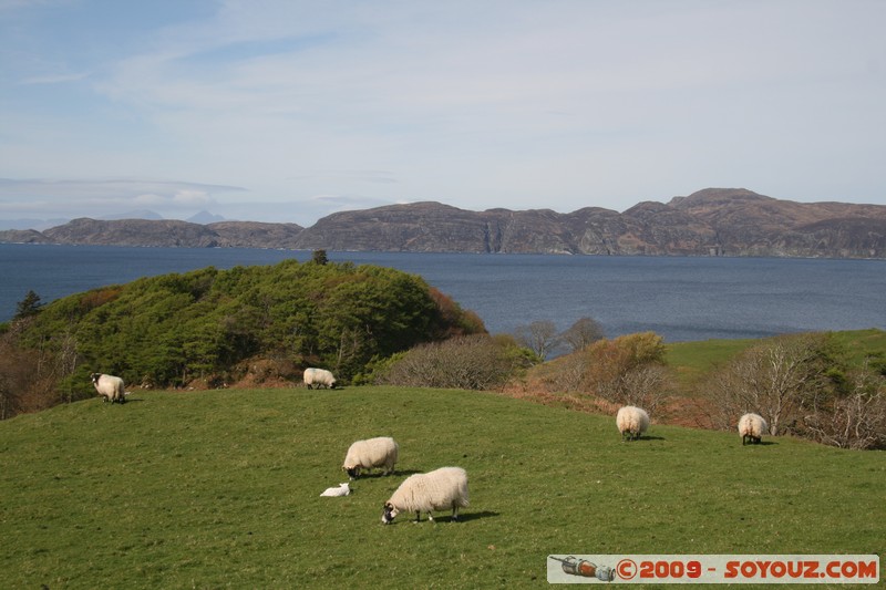 Mull - Glengorm Castle
Croig, Argyll and Bute, Scotland, United Kingdom
Mots-clés: animals Mouton paysage