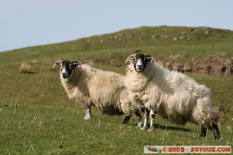 Mull - Glengorm - Sheep
Croig, Argyll and Bute, Scotland, United Kingdom
Mots-clés: animals Mouton