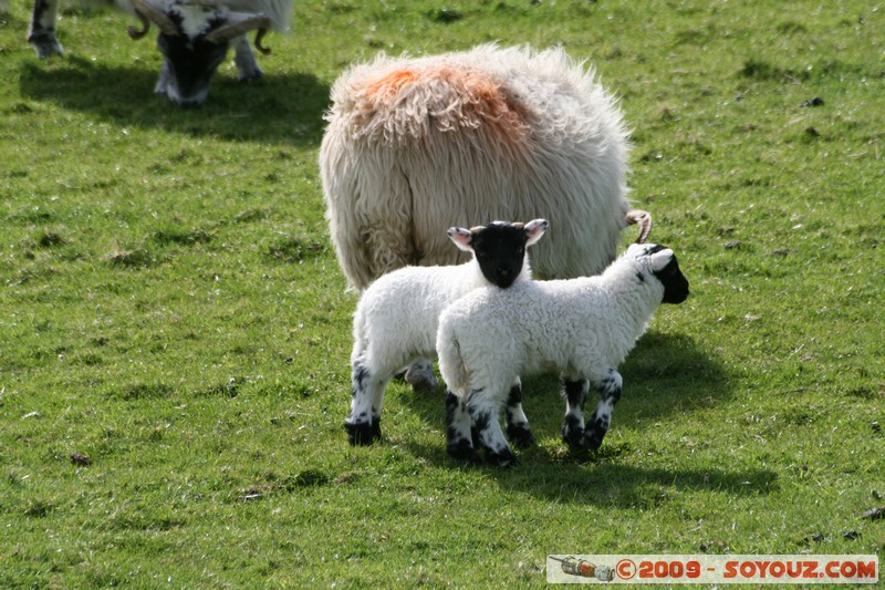 Mull - Glengorm - Sheep and Lambs
Croig, Argyll and Bute, Scotland, United Kingdom
Mots-clés: animals Mouton