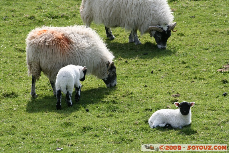Mull - Glengorm - Sheep and Lambs
Croig, Argyll and Bute, Scotland, United Kingdom
Mots-clés: animals Mouton