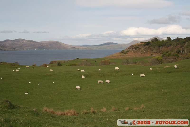Mull - Glengorm - Sheep
Croig, Argyll and Bute, Scotland, United Kingdom
Mots-clés: animals Mouton mer