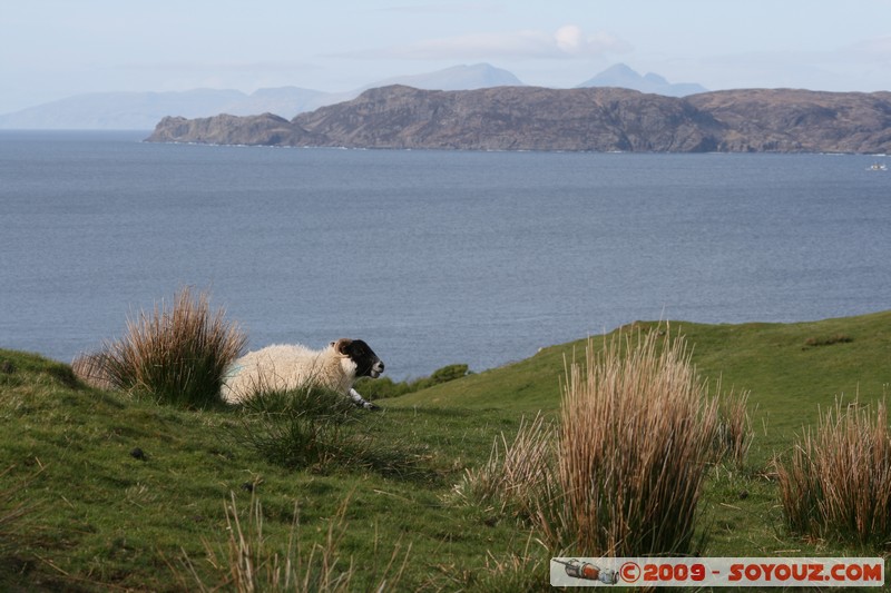 Mull - Glengorm - Sheep
Croig, Argyll and Bute, Scotland, United Kingdom
Mots-clés: animals Mouton mer
