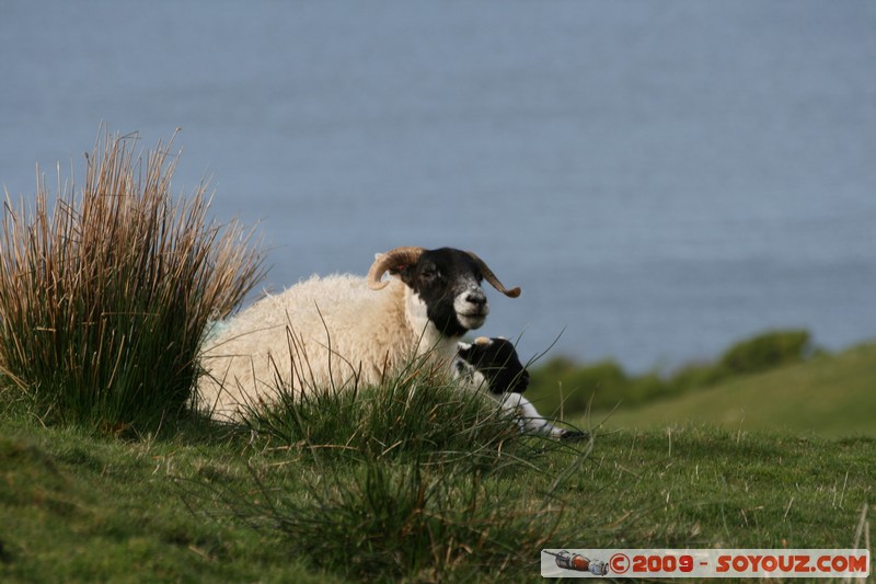 Mull - Glengorm - Sheep
Croig, Argyll and Bute, Scotland, United Kingdom
Mots-clés: animals Mouton