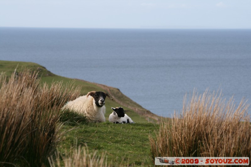 Mull - Glengorm - Sheep
Croig, Argyll and Bute, Scotland, United Kingdom
Mots-clés: animals Mouton mer