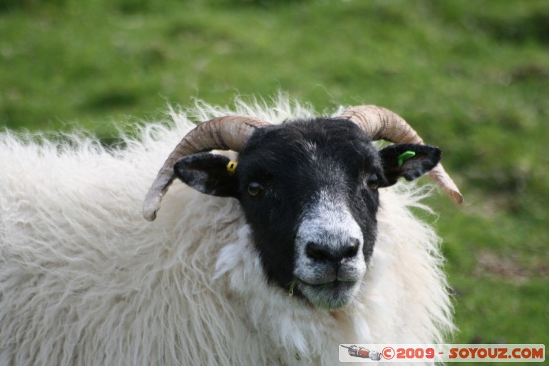 Mull - Glengorm - Sheep
Croig, Argyll and Bute, Scotland, United Kingdom
Mots-clés: animals Mouton