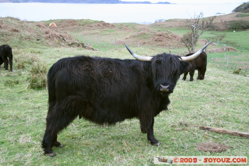 Mull - Kilninian - Highland cows
B8073, Argyll and Bute PA75 6, UK
Mots-clés: animals vaches