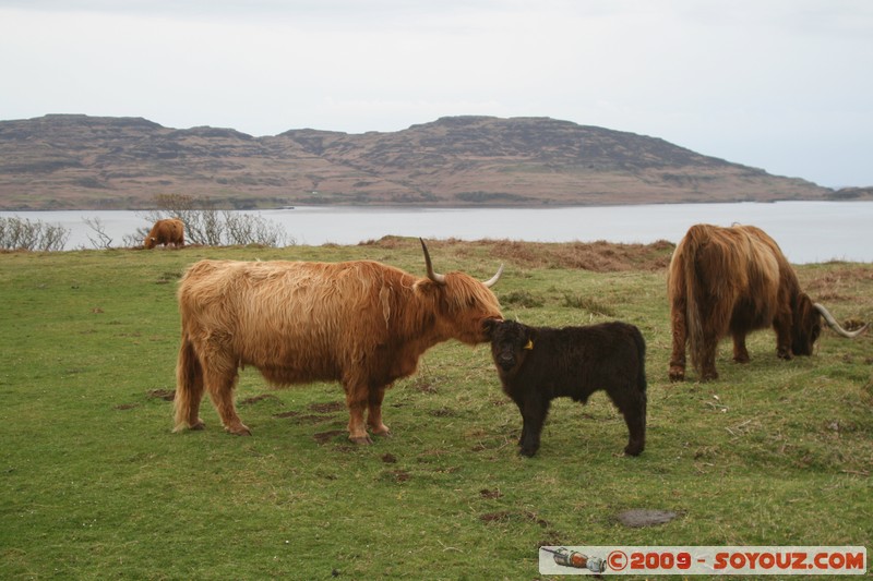 Mull - Kilninian - Highland cows
B8073, Argyll and Bute PA75 6, UK
Mots-clés: animals vaches