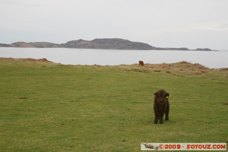 Mull - Kilninian - Highland cows
B8073, Argyll and Bute PA75 6, UK
Mots-clés: animals vaches