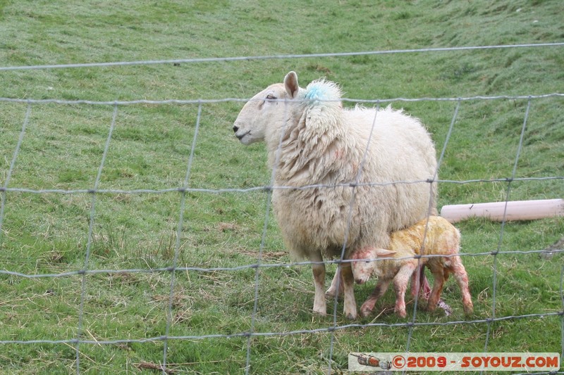 Skye - Sleat - Sheep and baby lamb
Aird of Sleat, Highland, Scotland, United Kingdom
Mots-clés: Mouton animals