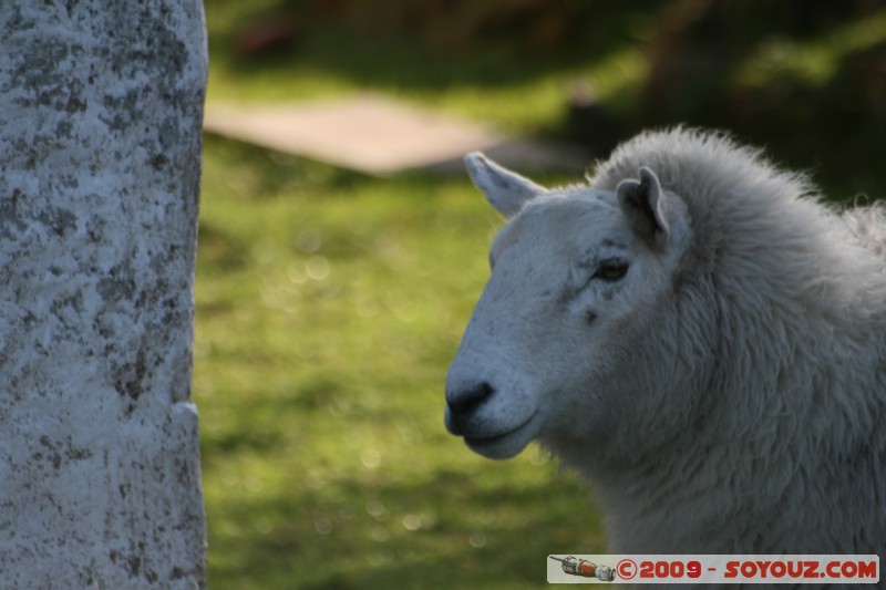 Skye - Uig - Sheep
Uig, Highland, Scotland, United Kingdom
Mots-clés: animals Mouton