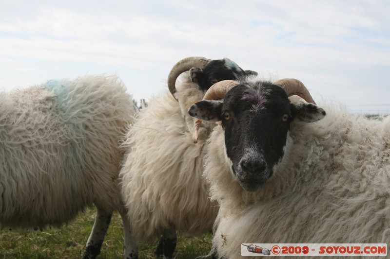 Hebridean Islands - Lewis - Eoropie - Sheep
Knockaird, Western Isles, Scotland, United Kingdom
Mots-clés: animals Mouton