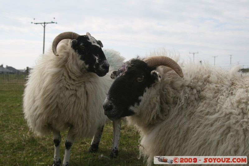 Hebridean Islands - Lewis - Eoropie - Sheep
Knockaird, Western Isles, Scotland, United Kingdom
Mots-clés: animals Mouton