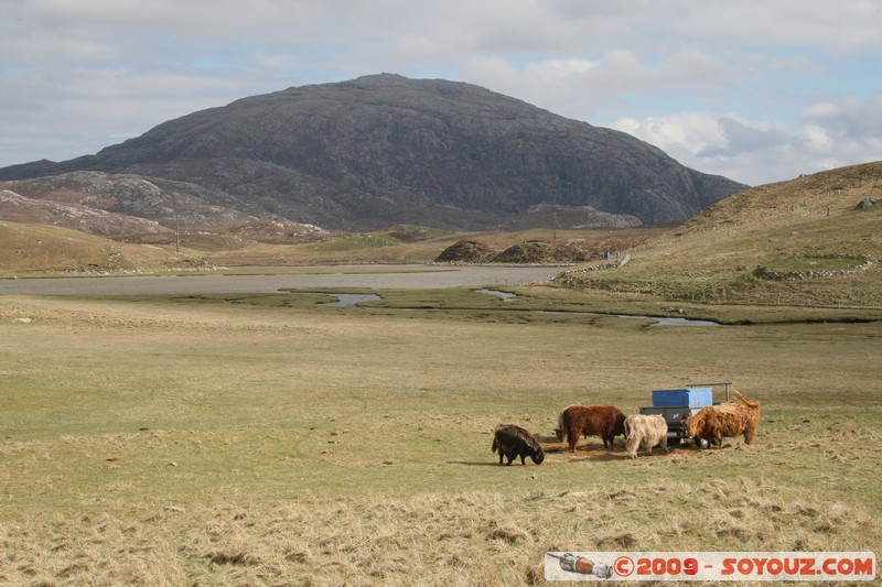 Hebridean Islands - Lewis - Uig - Highland cows
Uig, Western Isles, Scotland, United Kingdom
Mots-clés: Montagne animals vaches