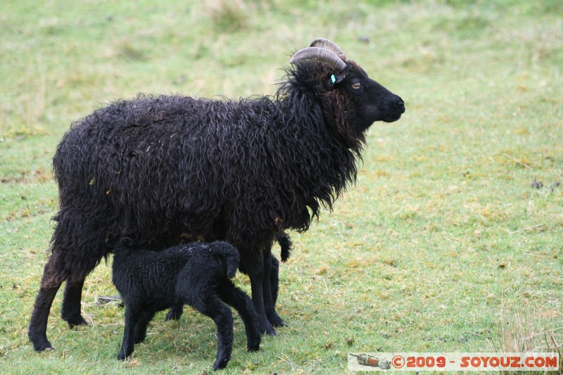Hebridean Islands - Harris - Black sheep
B887, Eilean Siar HS3 3, UK
Mots-clés: animals Mouton