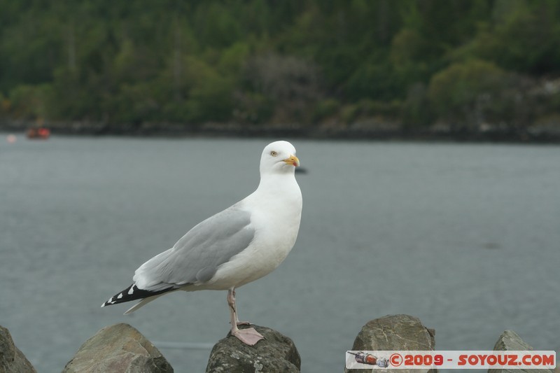 Highland - Plockton - Seagull
Harbour St, Highland IV52 8, UK
Mots-clés: animals oiseau Mouette