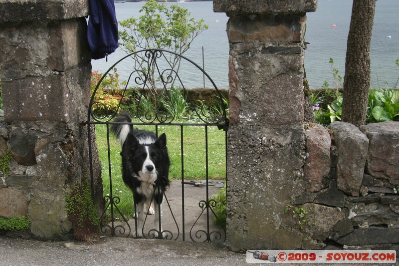 Highland - Plockton - Curious dog
Harbour St, Highland IV52 8, UK
Mots-clés: animals chien