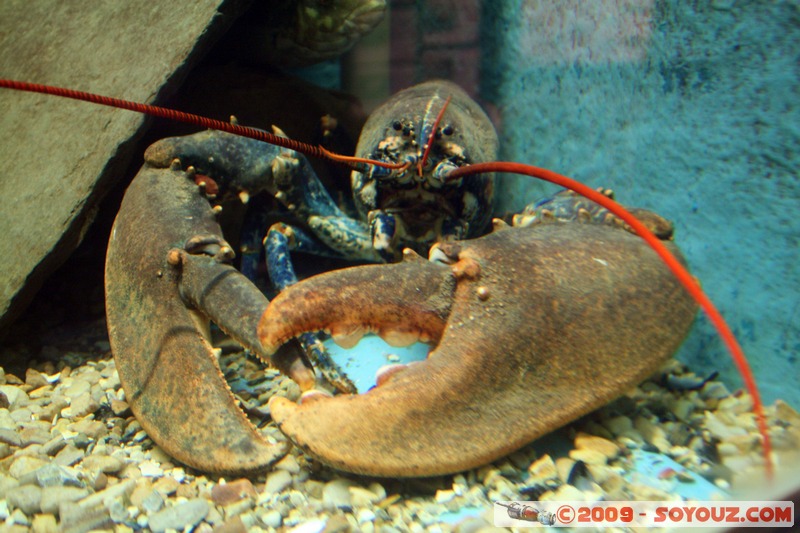 Orkney Marine Life Aquarium
Saint Margarets Hope, Orkney, Scotland, United Kingdom
Mots-clés: Homard animals