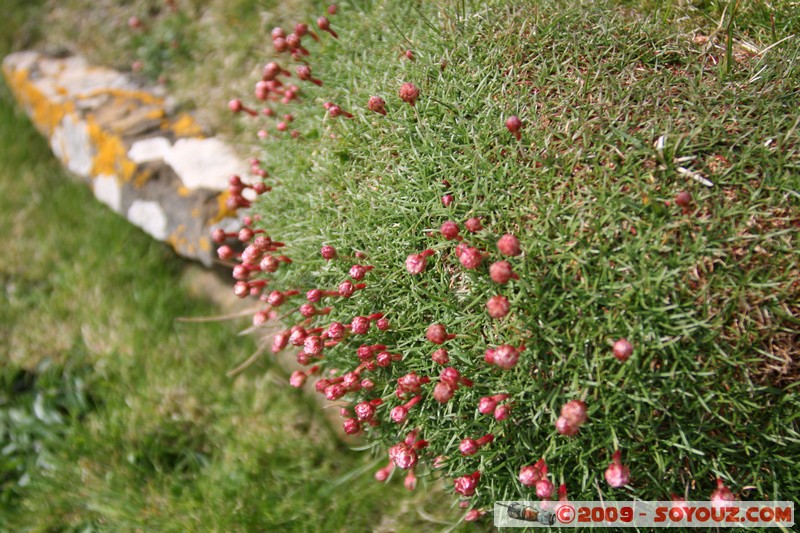 Orkney - Brough of Birsay - Ruins of a scandinavian village
Birsay, Orkney, Scotland, United Kingdom
Mots-clés: Ruines Moyen-age