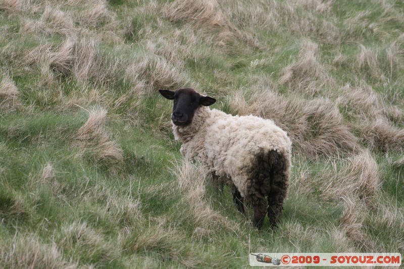 Orkney - Rousay - Lamb
B9064, Orkney Islands KW17 2, UK
Mots-clés: animals Mouton