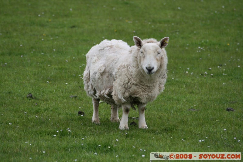 Orkney - Rousay - Sheep
B9064, Orkney Islands KW17 2, UK
Mots-clés: animals Mouton