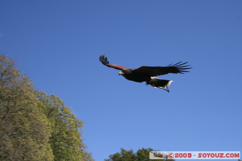 Highland - Dunrobin Castle - Birds of prey demonstration
Mots-clés: animals oiseau Aigle