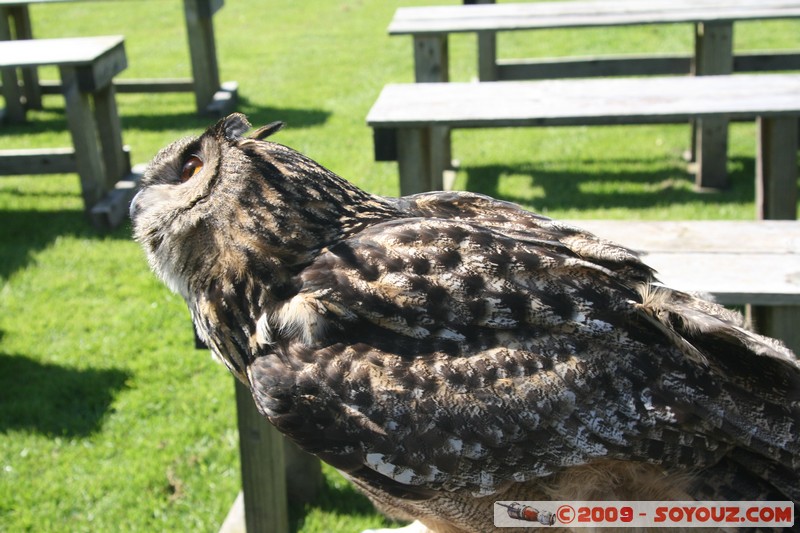 Highland - Dunrobin Castle - Birds of prey demonstration
Mots-clés: animals oiseau chouette