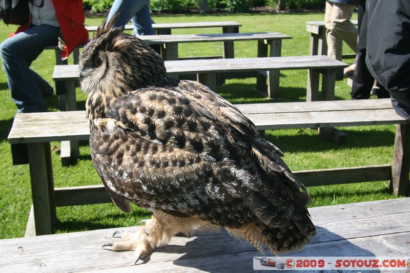 Highland - Dunrobin Castle - Birds of prey demonstration
Mots-clés: animals oiseau chouette