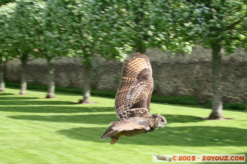Highland - Dunrobin Castle - Birds of prey demonstration
Mots-clés: animals oiseau Aigle
