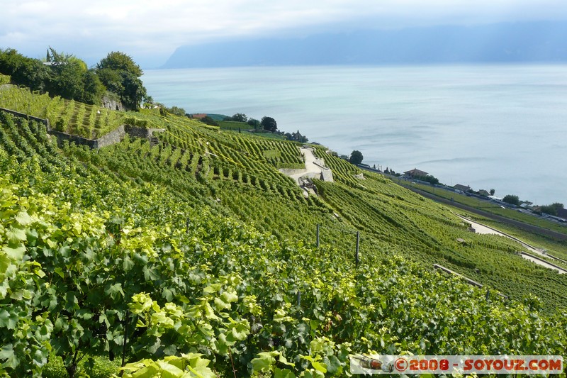 Grandvaux - vue sur les vignes et le lac Leman
Mots-clés: patrimoine unesco Lac vignes