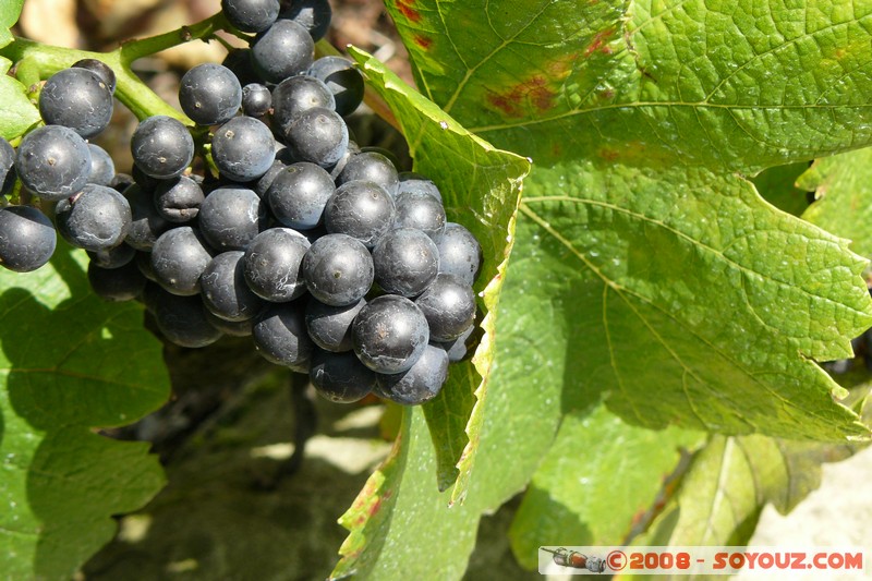 Grandvaux - Raisin
Mots-clés: Raisin patrimoine unesco fruit vignes