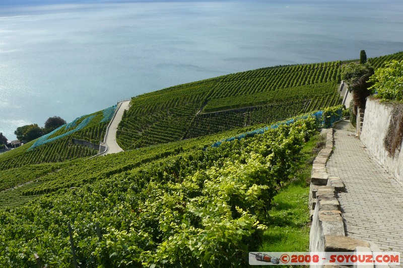 Grandvaux - vue sur les vignes et le lac Leman
Mots-clés: patrimoine unesco Lac vignes