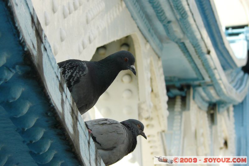 London - Tower Hamlets - Tower Bridge - Pigeons
A100, Bermondsey, Greater London SE1 2, UK
Mots-clés: Pont Tower Bridge animals oiseau pigeon