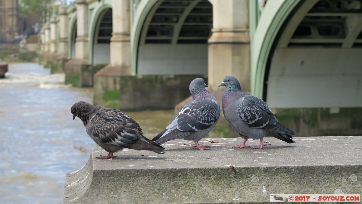 London - Fighting Pigeons
Mots-clés: Bishop's Ward City of Westminster England GBR geo:lat=51.50046405 geo:lon=-0.12019167 geotagged Royaume-Uni London Londres Westminster Bridge Lambeth animals oiseau pigeon Riviere thames thamise