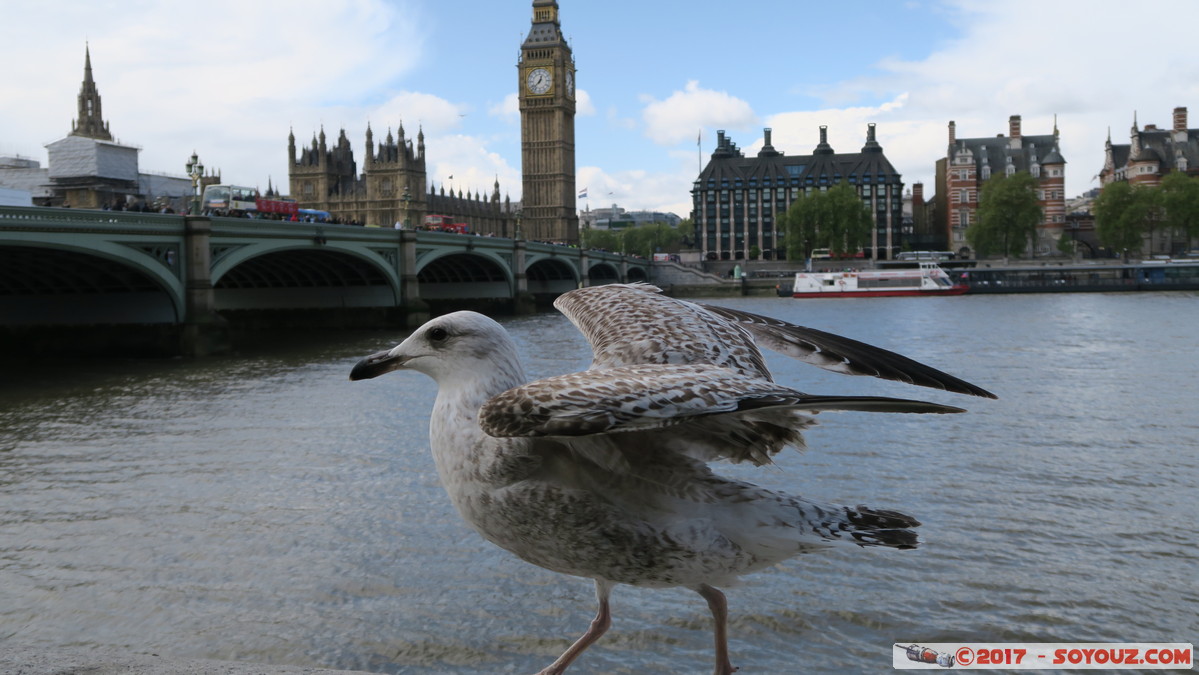 London - Seagull
Mots-clés: Bishop's Ward City of Westminster England GBR geo:lat=51.50120115 geo:lon=-0.11992628 geotagged Royaume-Uni London Londres Lambeth oiseau animals Mouette Palace of Westminster Big Ben Westminster Bridge Riviere thames thamise