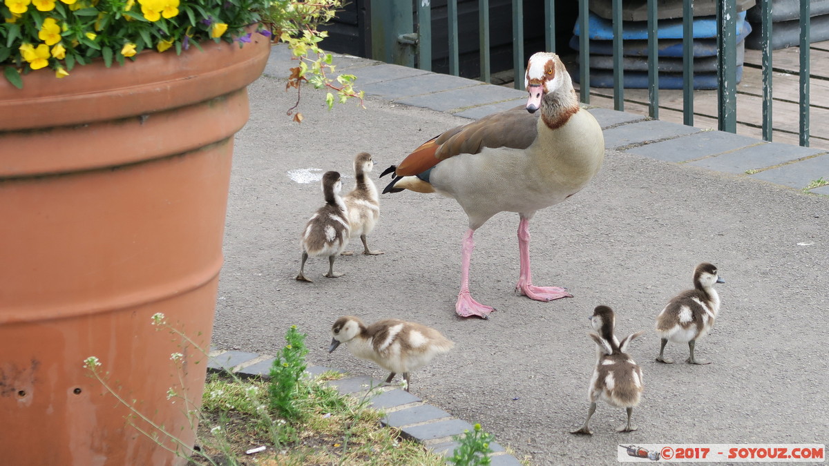 Henley on Thames - Duck family
Mots-clés: England GBR geo:lat=51.53877500 geo:lon=-0.90109333 geotagged Henley on Thames Royaume-Uni Oxfordshire Midsomer animals oiseau canard