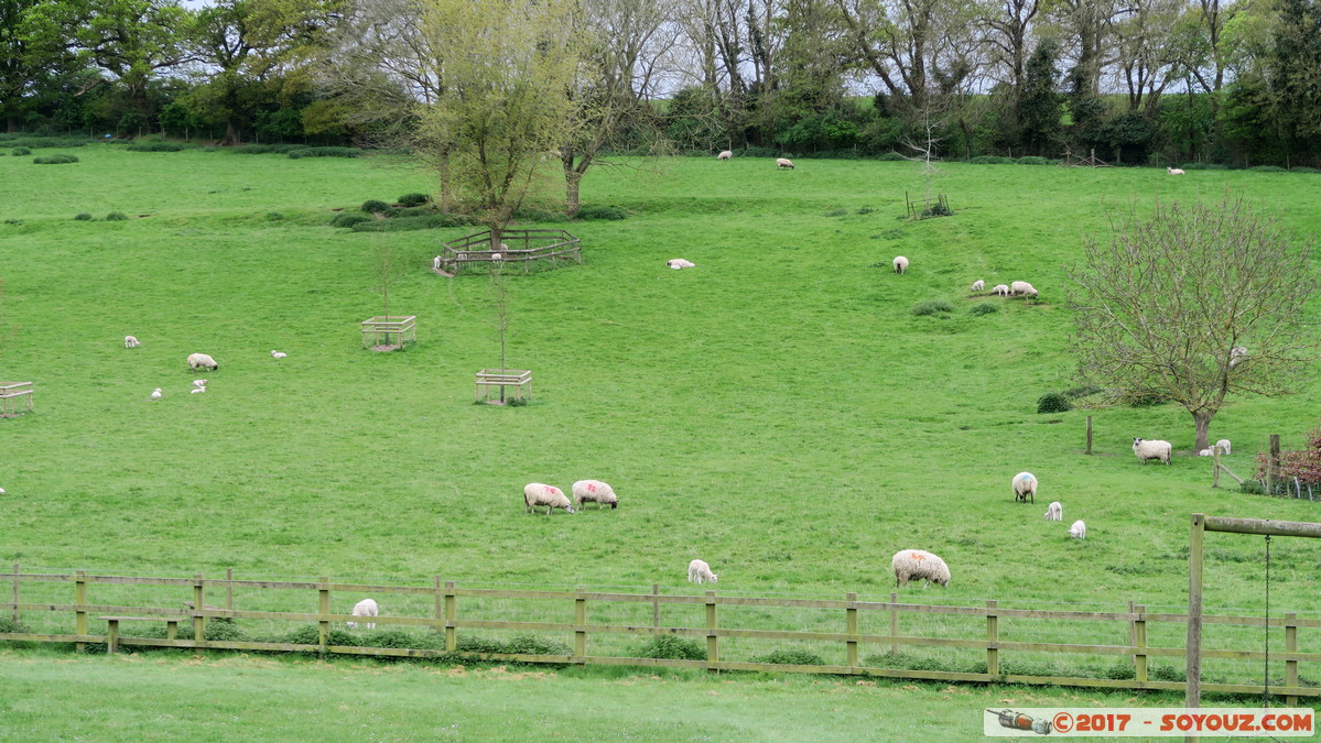 Ewelme - Flock od sheep
Mots-clés: England Ewelme GBR geo:lat=51.61695229 geo:lon=-1.06794188 geotagged Royaume-Uni Oxfordshire Midsomer animals Mouton