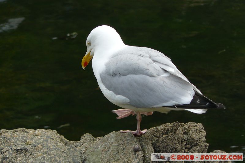 Polperro - Seagull
Polperro, Cornwall, England, United Kingdom
Mots-clés: animals oiseau Goeland