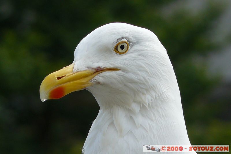 Looe - Seagull
Looe, Cornwall, England, United Kingdom
Mots-clés: animals oiseau Goeland