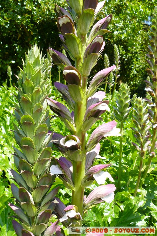 Greenway House
Dittisham, Devon, England, United Kingdom
Mots-clés: fleur plante